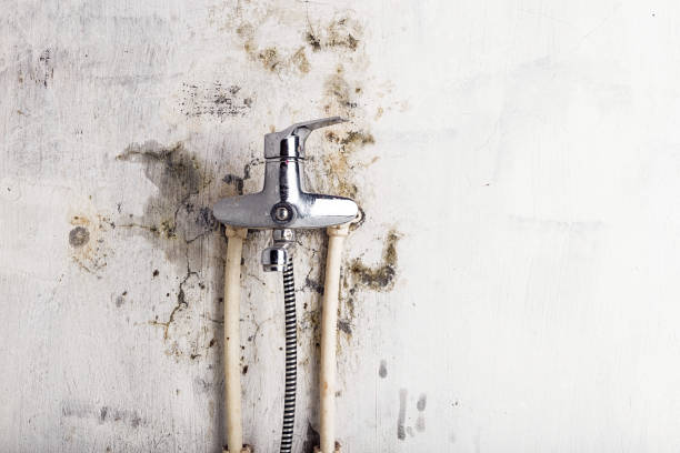 Best Affordable Mold Removal  in Bel Air North, MD
