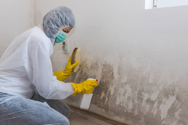 Best Black Mold Removal  in Bel Air North, MD