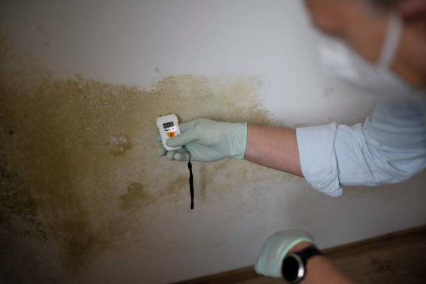 Best Office Mold Removal Services  in Bel Air North, MD