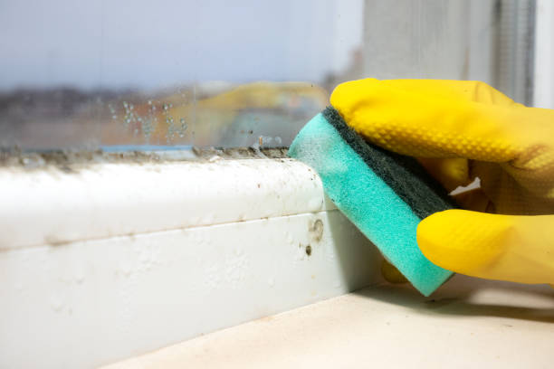 Best Toxic Mold Removal  in Bel Air North, MD