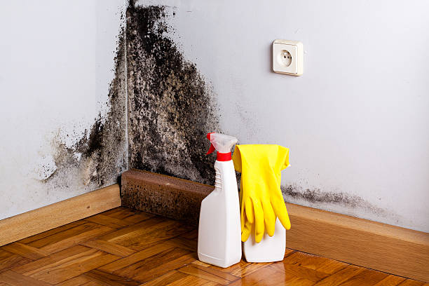 Best Mold Remediation  in Bel Air North, MD
