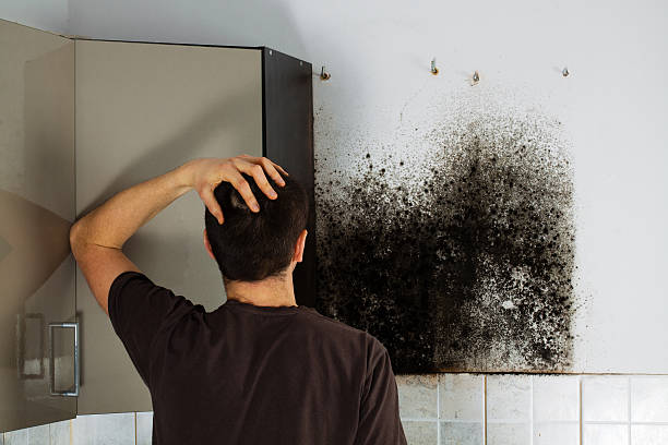 Mold Removal Process in Bel Air North, MD