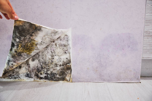 Best Local Mold Removal Service  in Bel Air North, MD